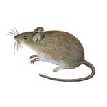 maus