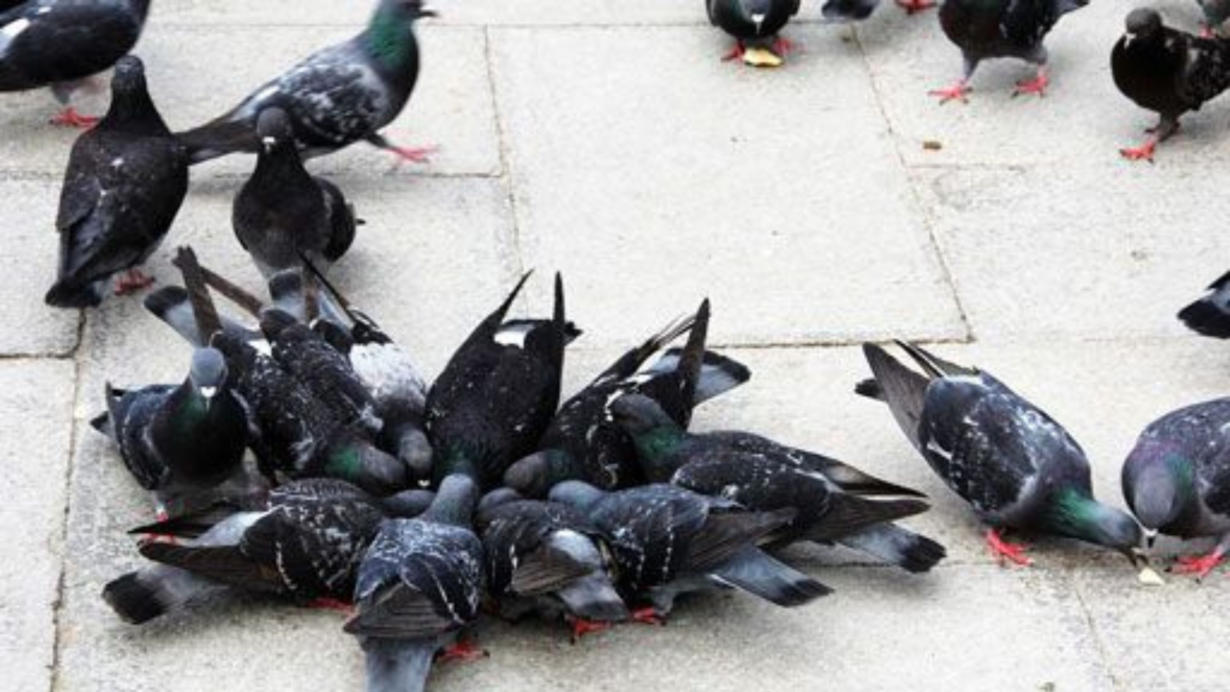 Tauben Schwärme in der Stadt