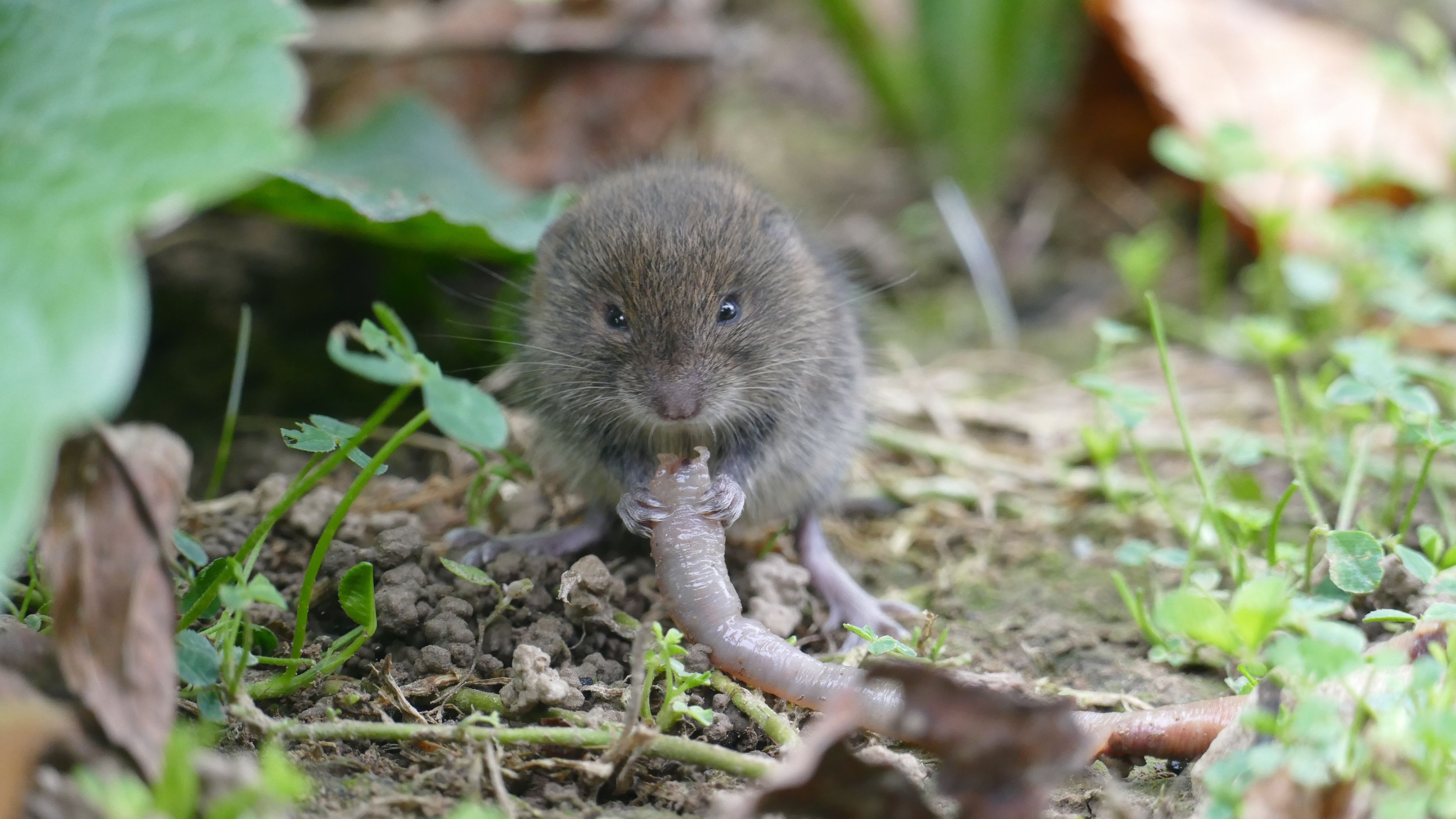 Wühlmaus