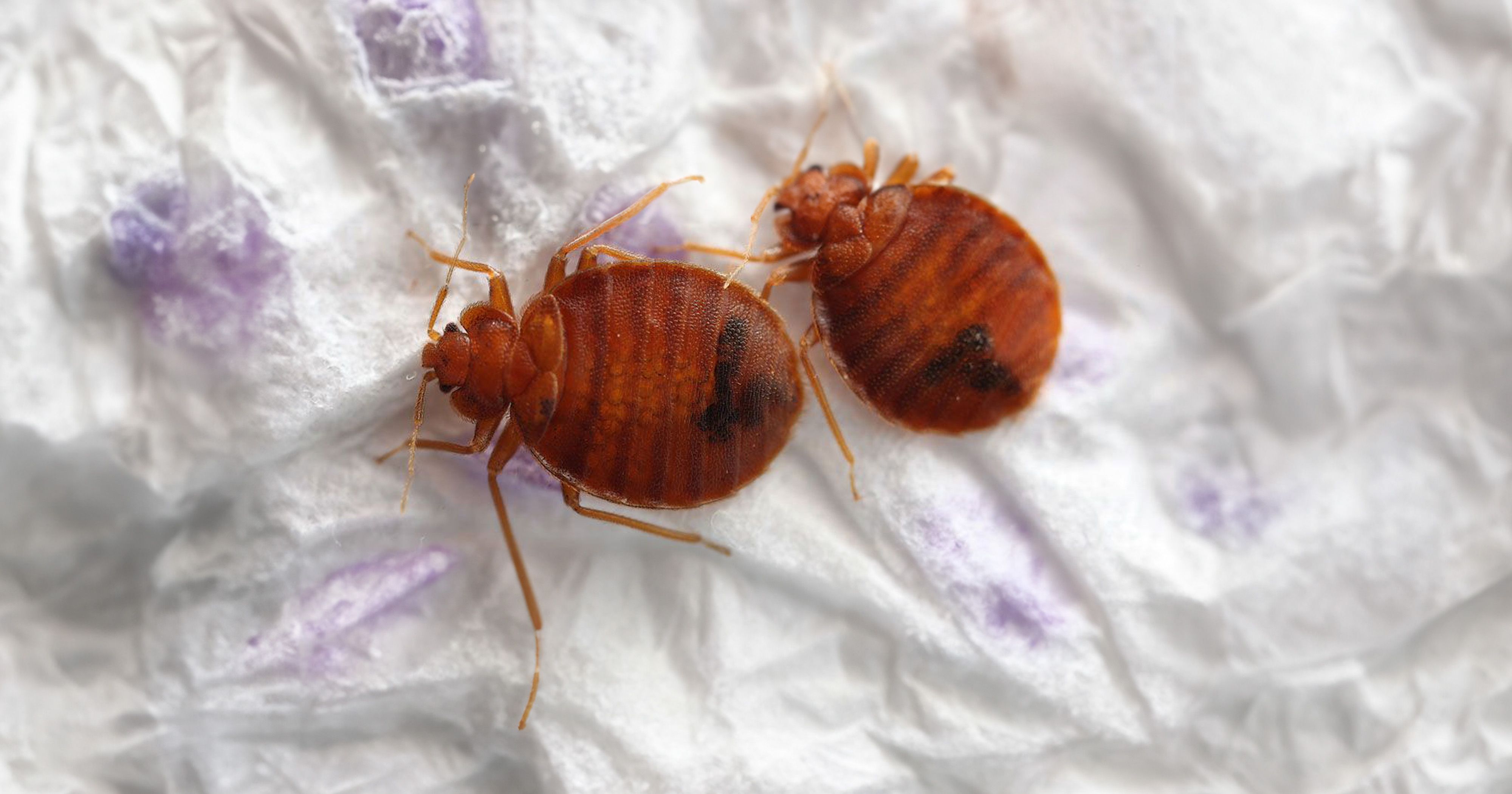 Wie groß sind Bettwanzen?