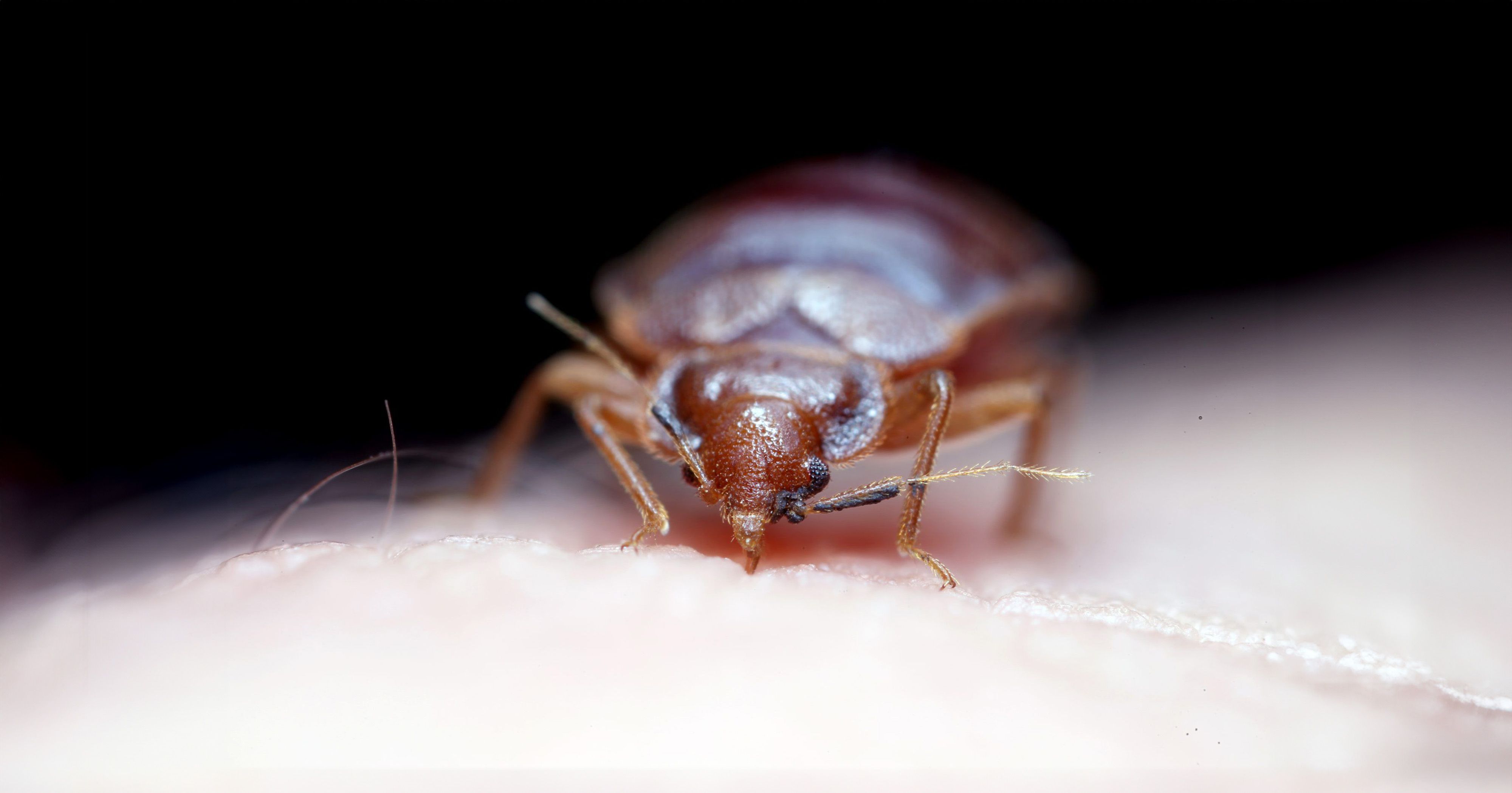 Bettwanze bei der Blutmahlzeit