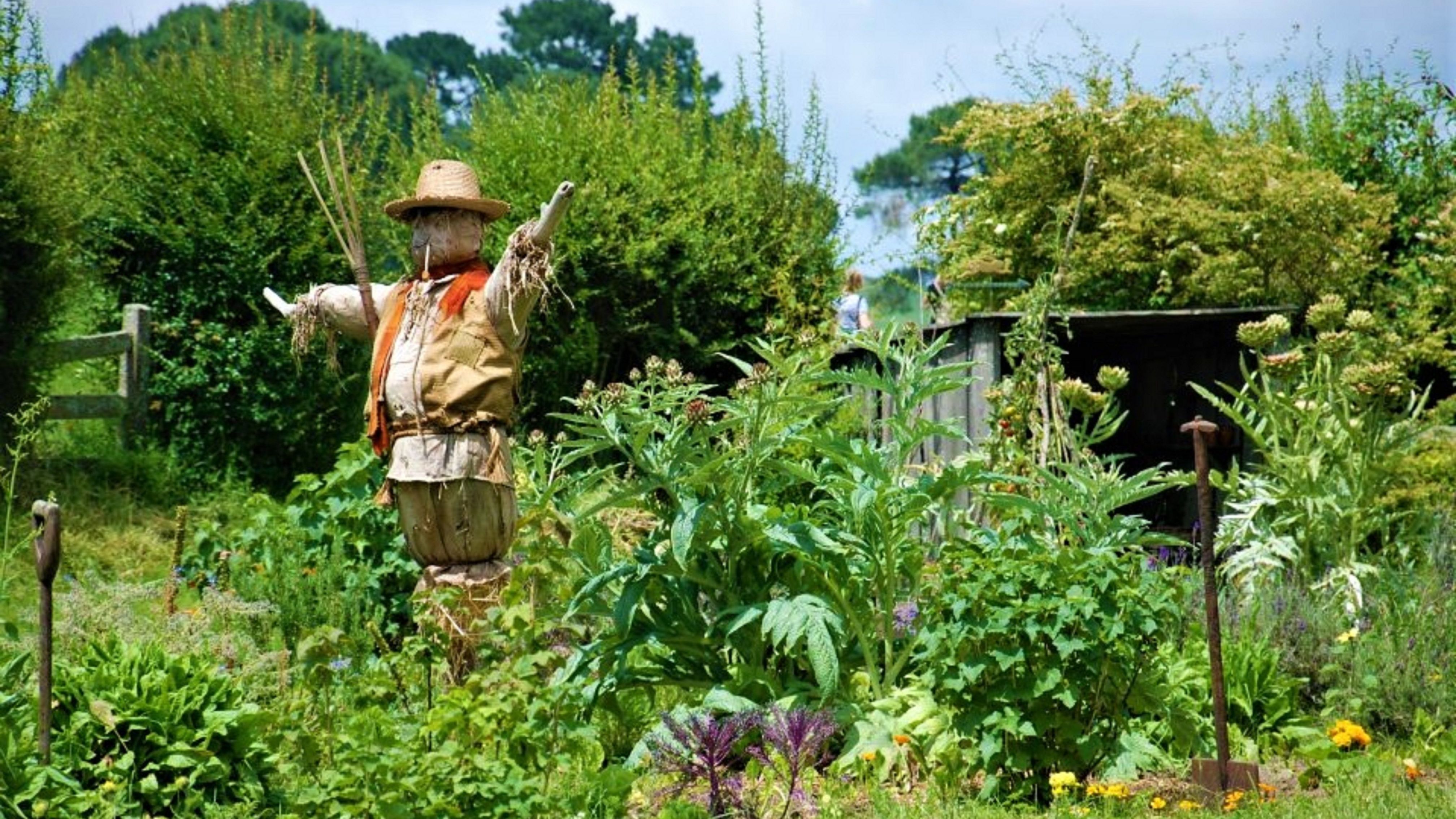 Natürliche Tauben- und Vogelabwehrmittel
