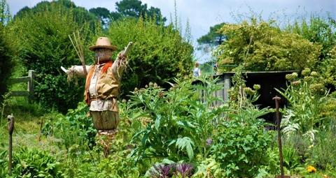 Natürliche Tauben- und Vogelabwehrmittel