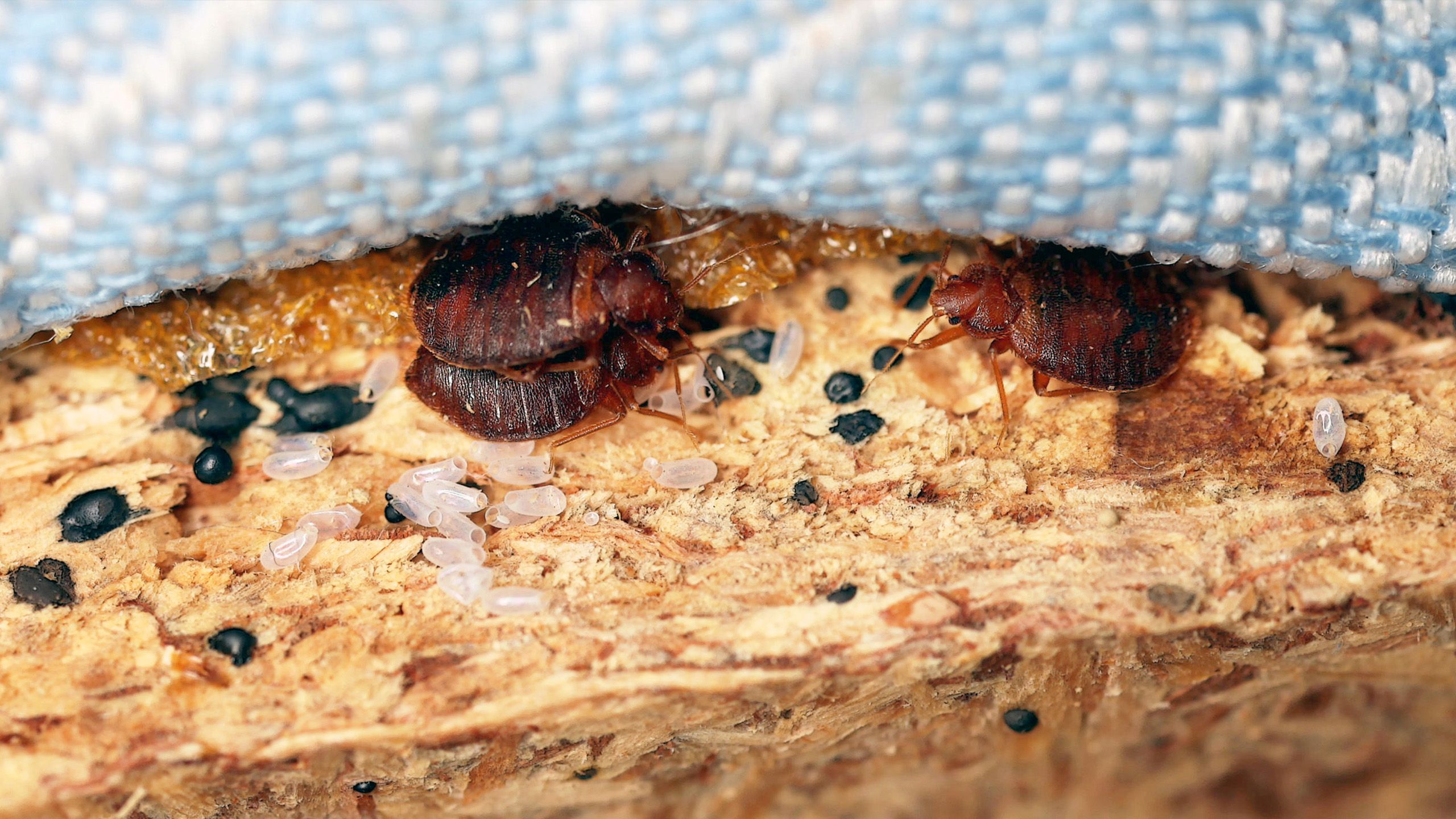 Professionelle Bettwanzenbekämpfung in Ihrer Region von Anticimex