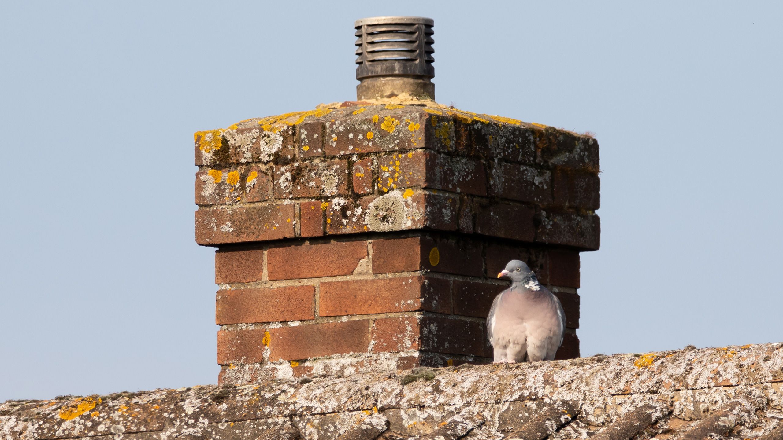markus-karner-professionelle-taubenabwehr-blogheader