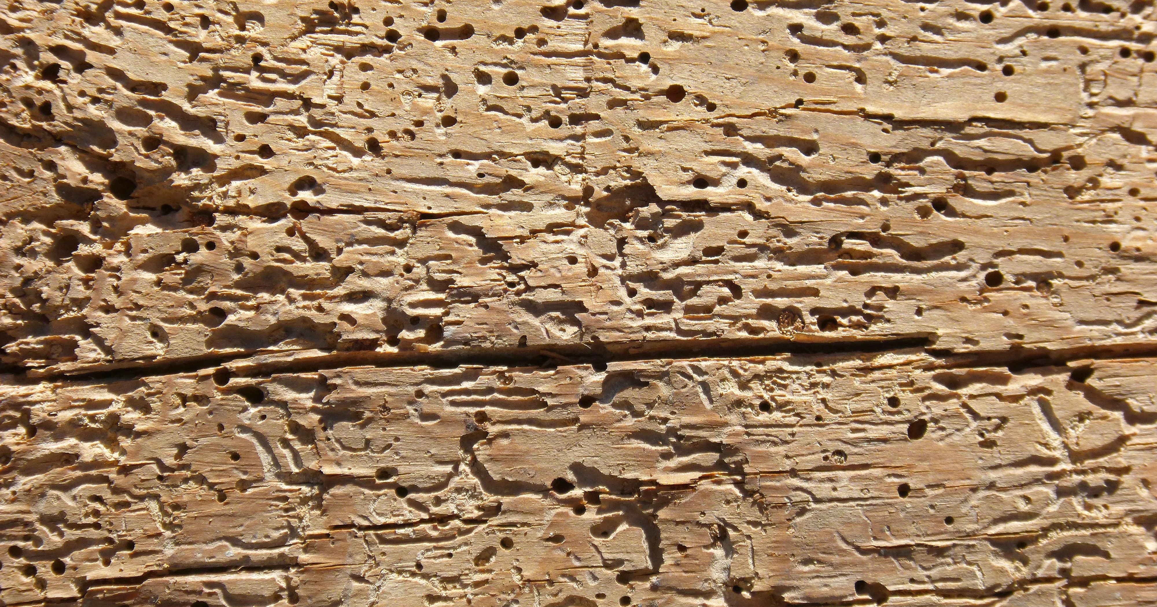 Fraßbild Holzschädling Käfer