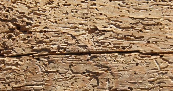 Zerfressenes Holz