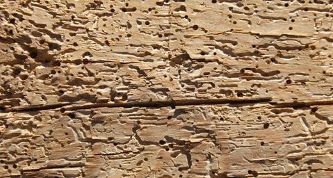 Wie wird man Parkettkäfer los