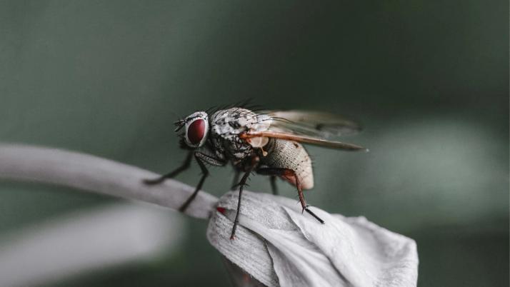 Stubenfliege