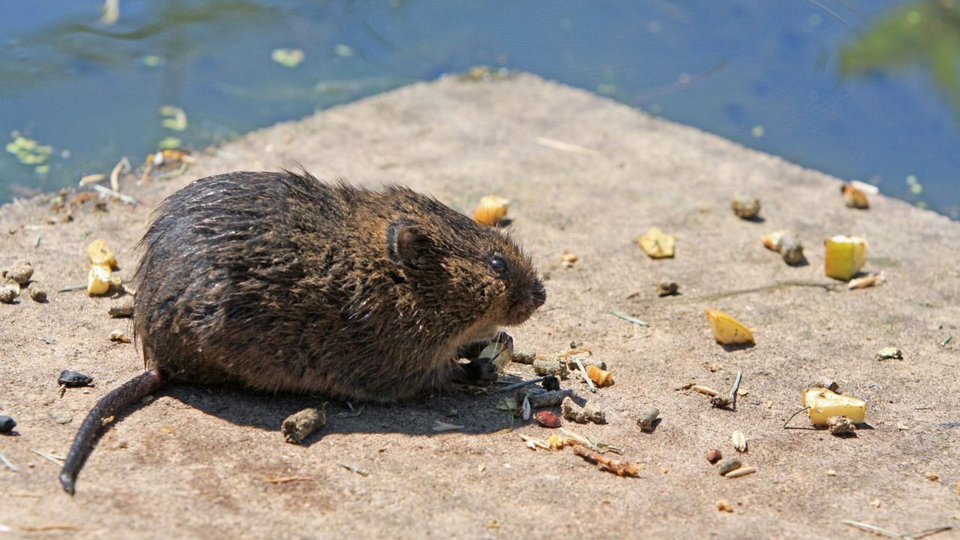 Ostschermäuse erkennen