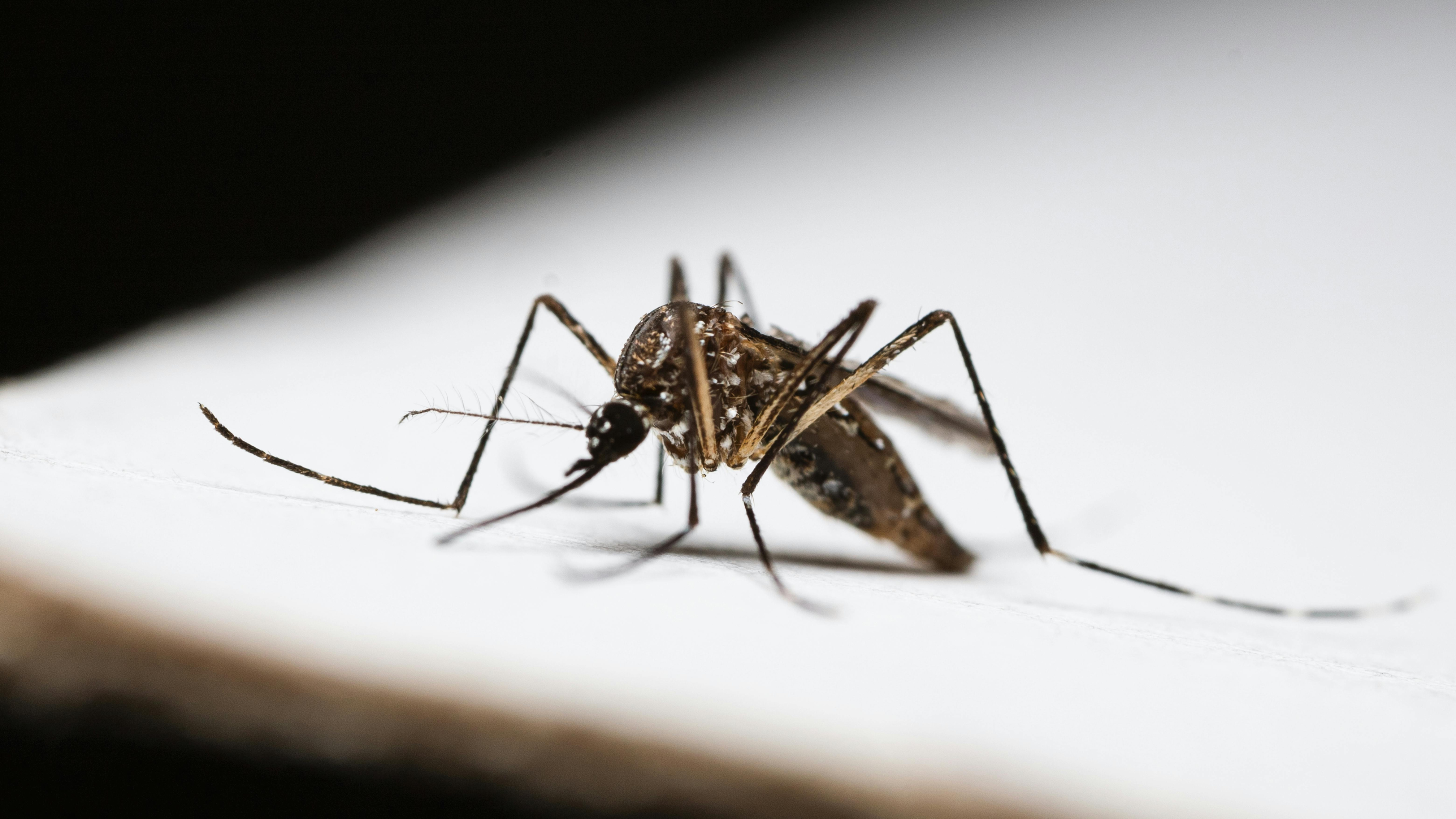 Wie kann man Japanische Buschmücken loswerden?