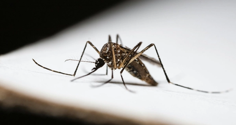 Wie kann man Japanische Buschmücken loswerden?