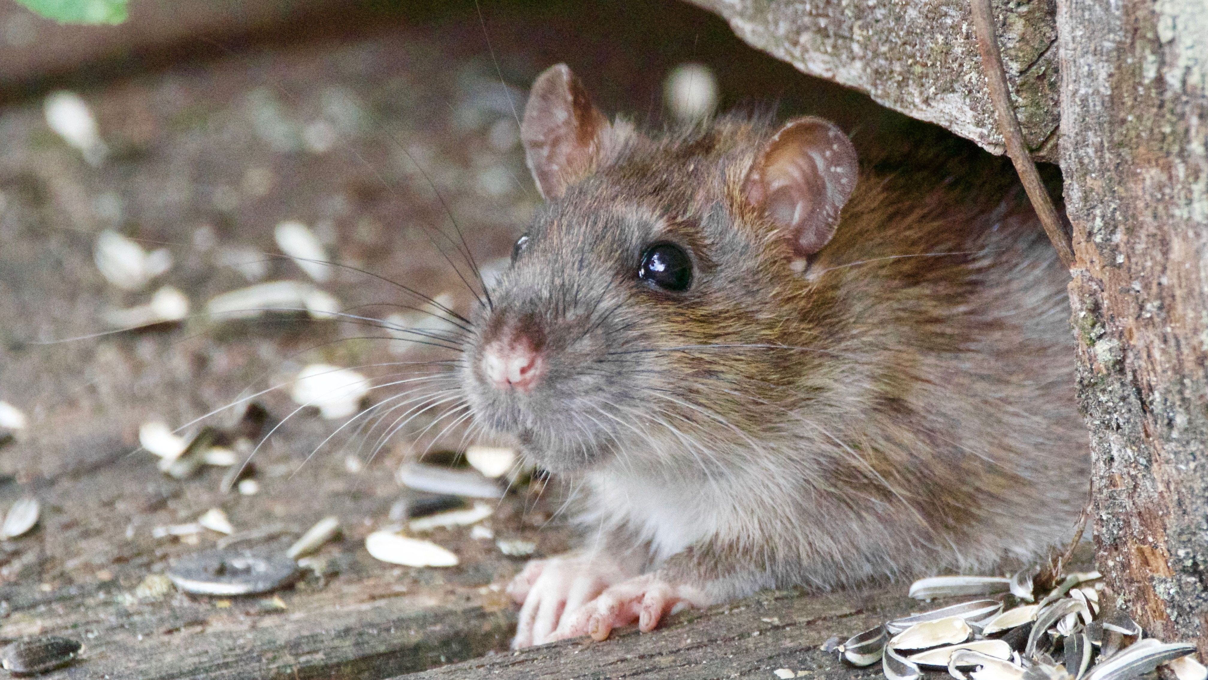 Wie kann man Ratten verscheuchen?