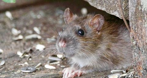 Wie kann man Ratten verscheuchen?