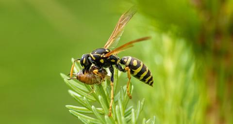 Wie kann man Wespen los werden?