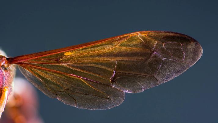 Hornissenflügel