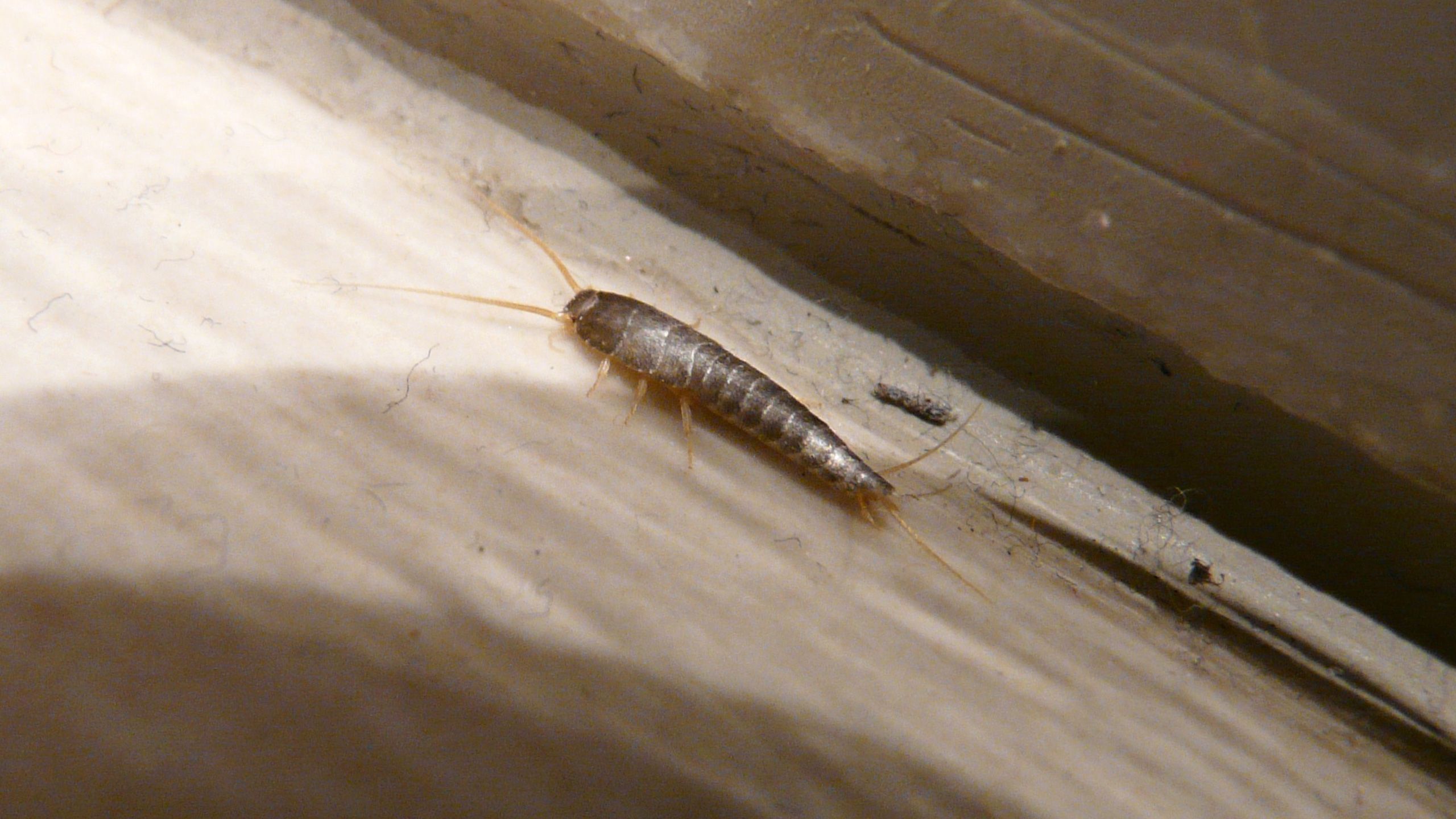 der-zuckergast-hat-hochsaison-blogheader