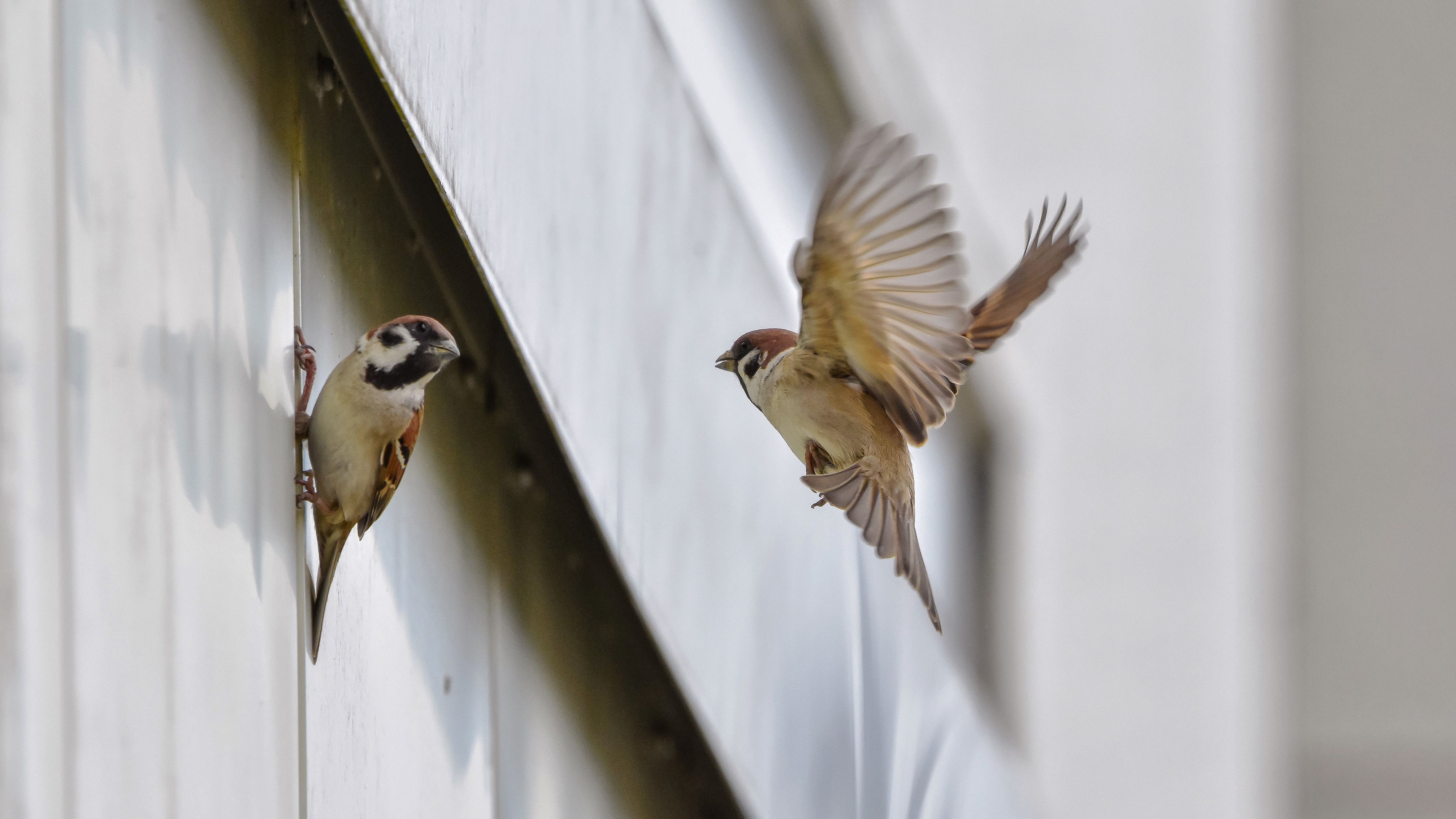 Spatzenabwehr von Anticimex