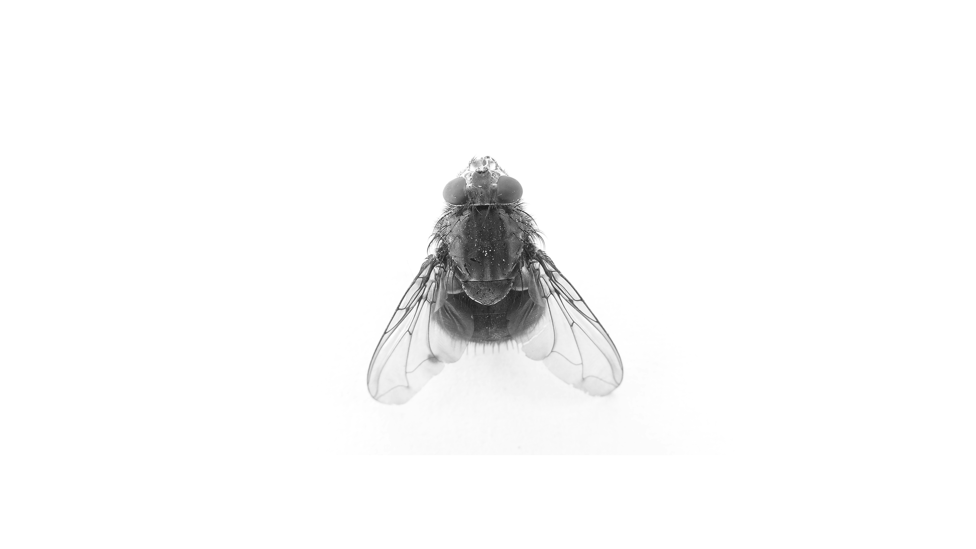 Wie kann man Schmeißfliegen los werden?