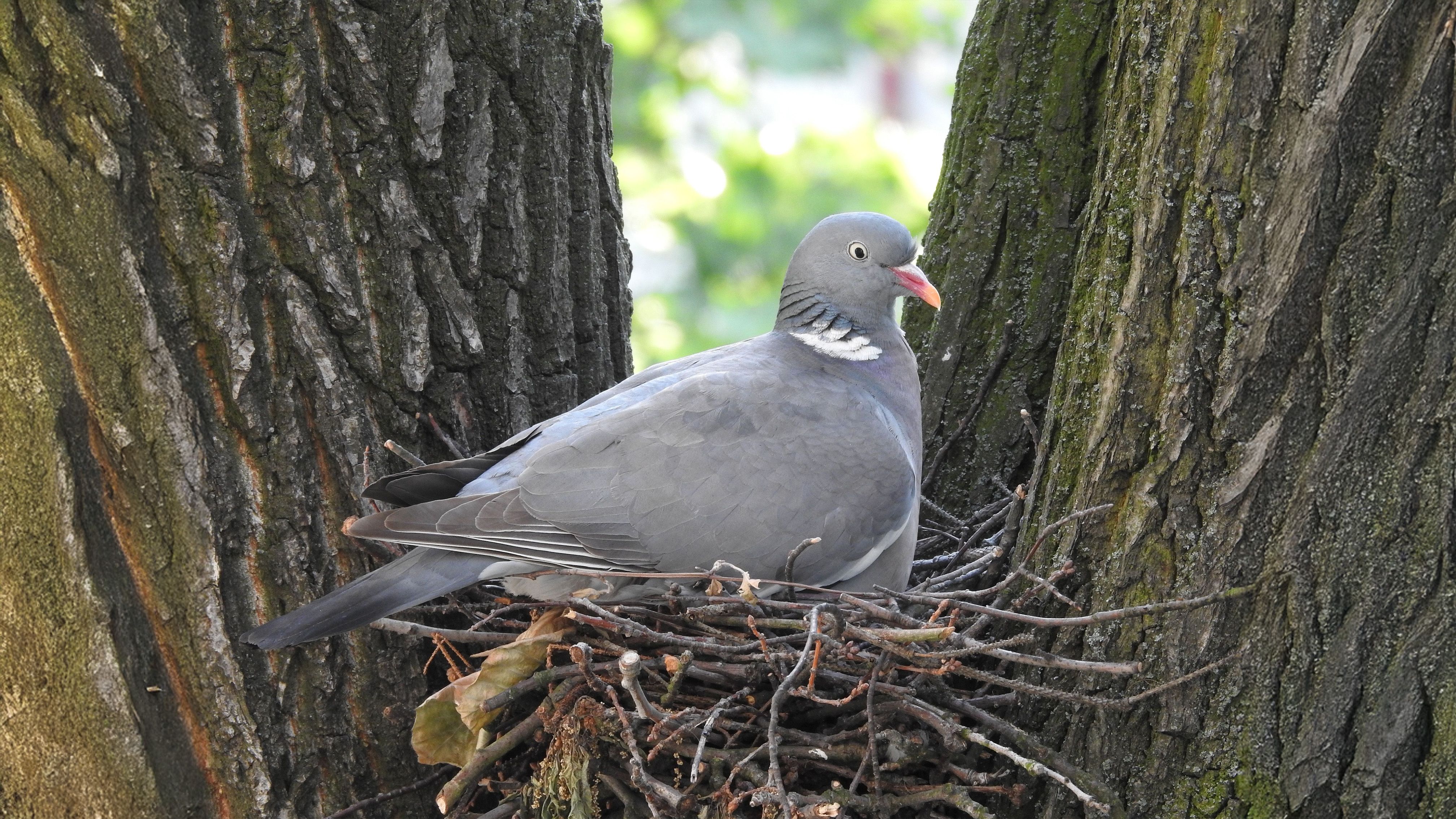 how to prevent birds