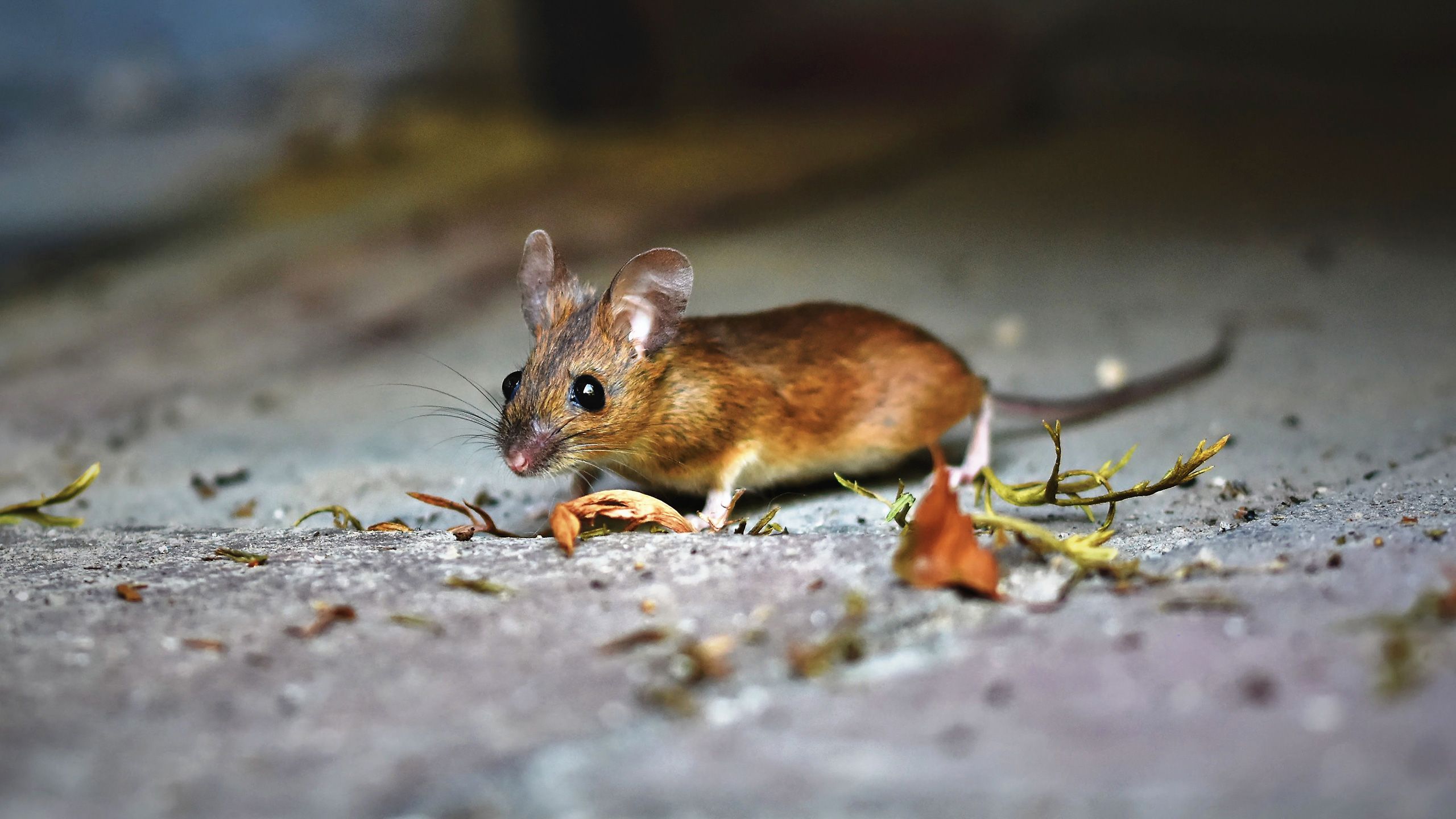 zahl-der-schaedlinge-steigt-blogheader