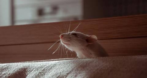 Ratten im Gebäude