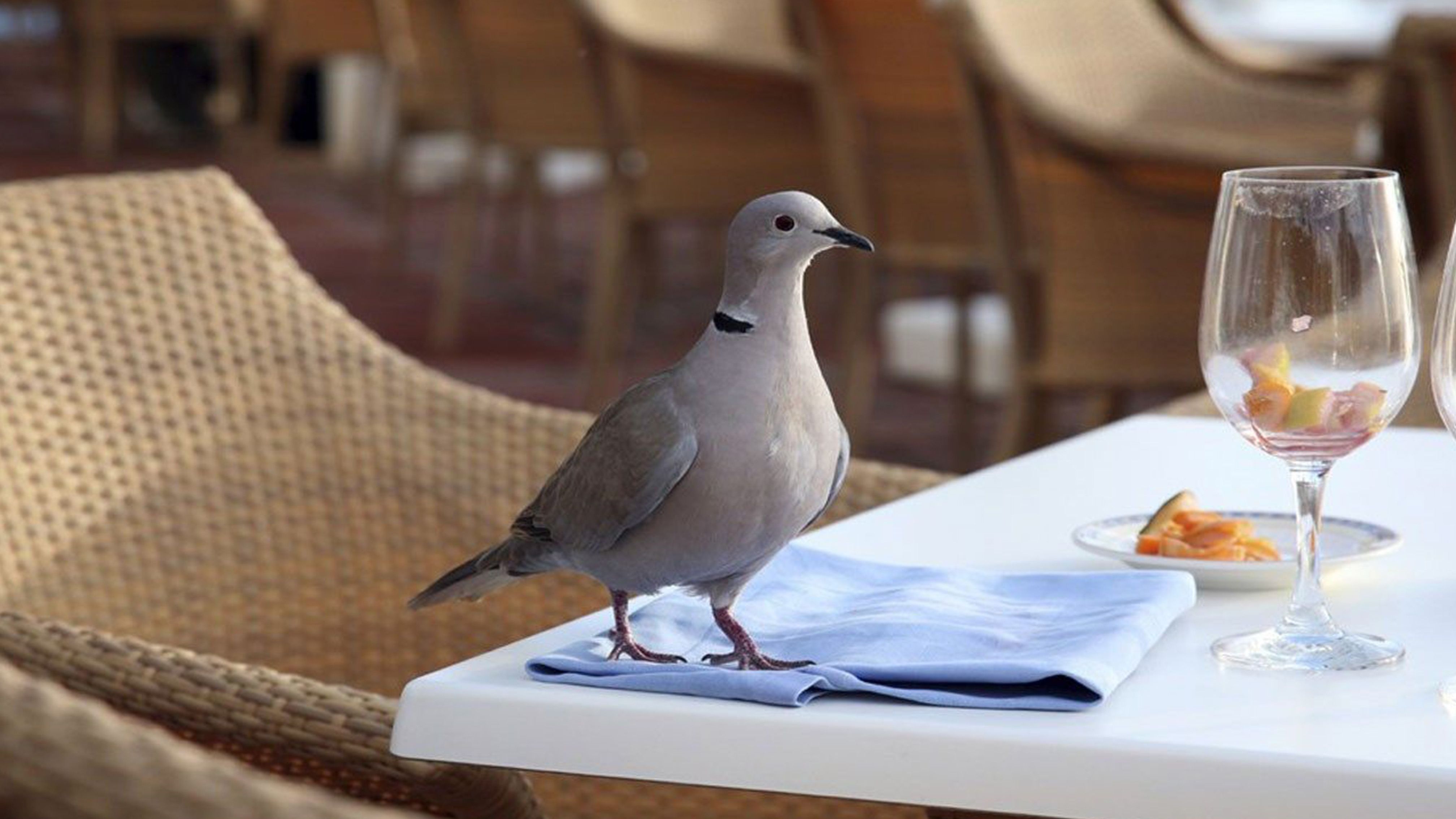 Schädlingsbekämpfung