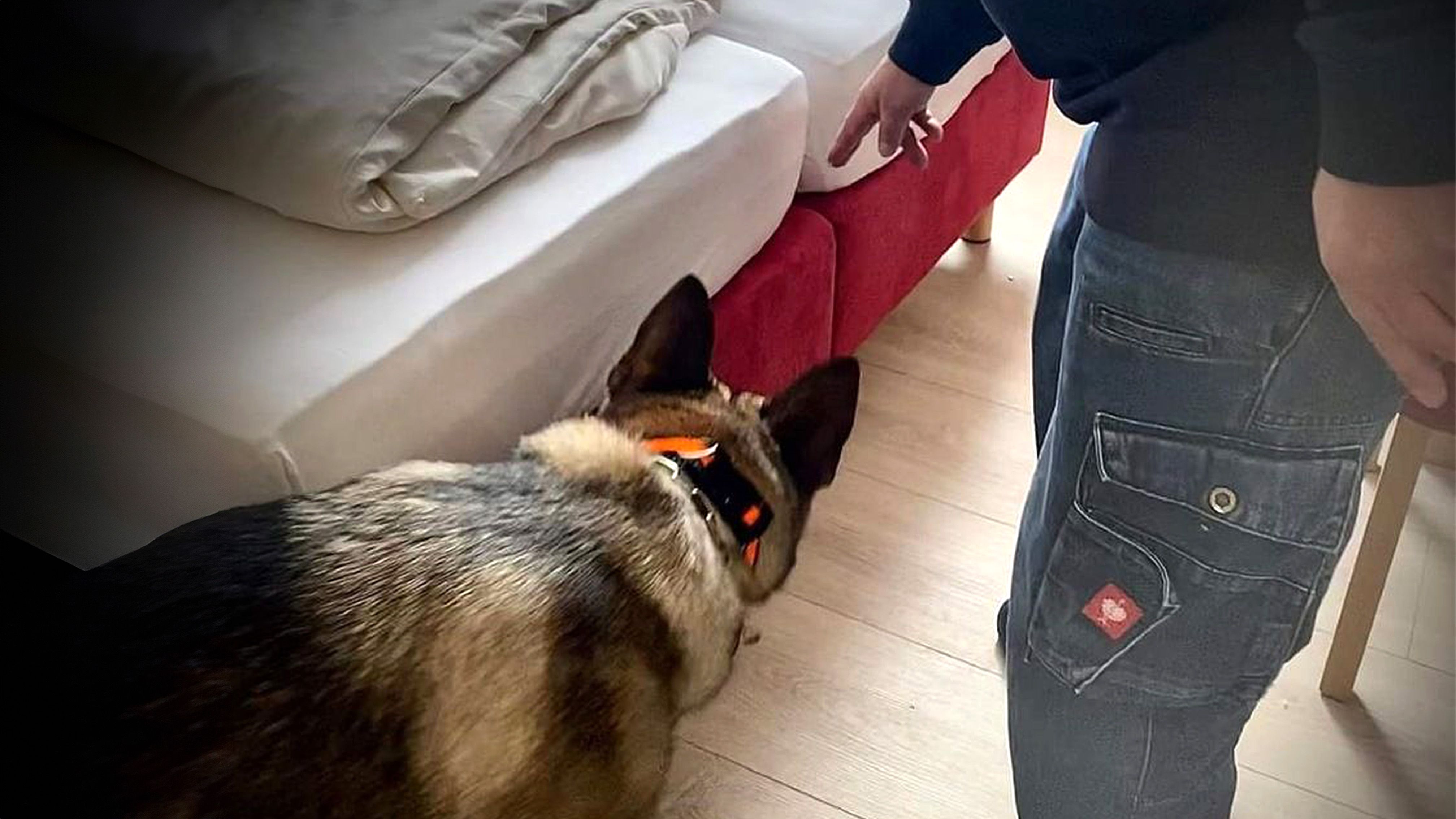 Bettwanzen-Spürhunde