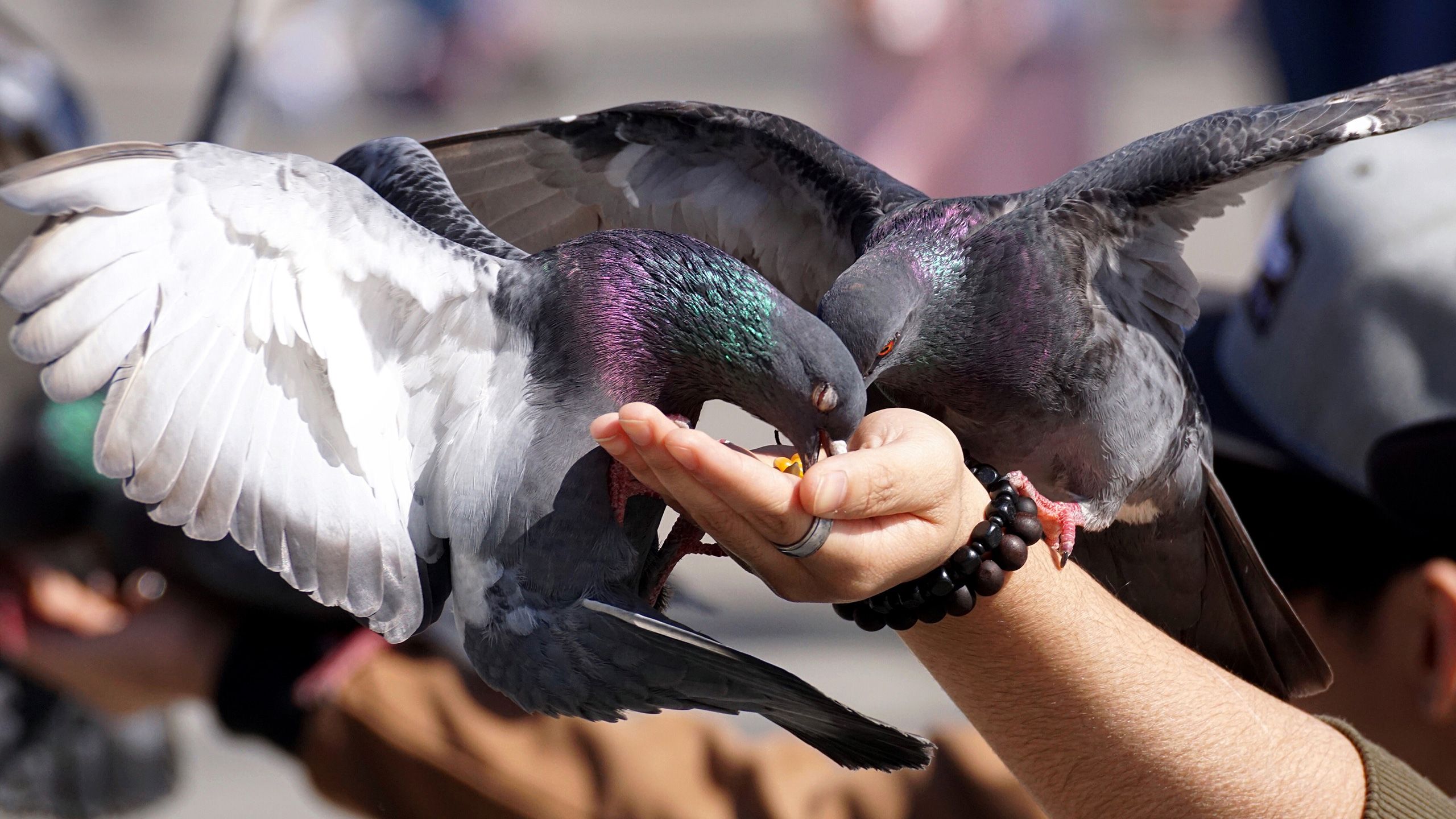 taubenfuettern-kuendigungsgrund-markus-karner-derstandard-blogheader