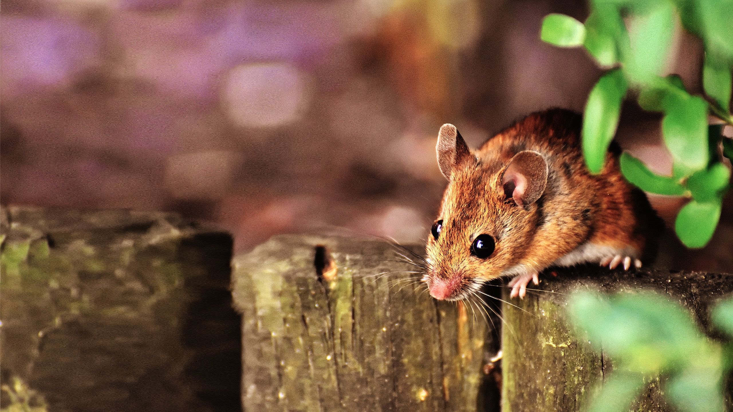 Professionelle Mäusebekämpfung in Ihrer Region von Anticimex