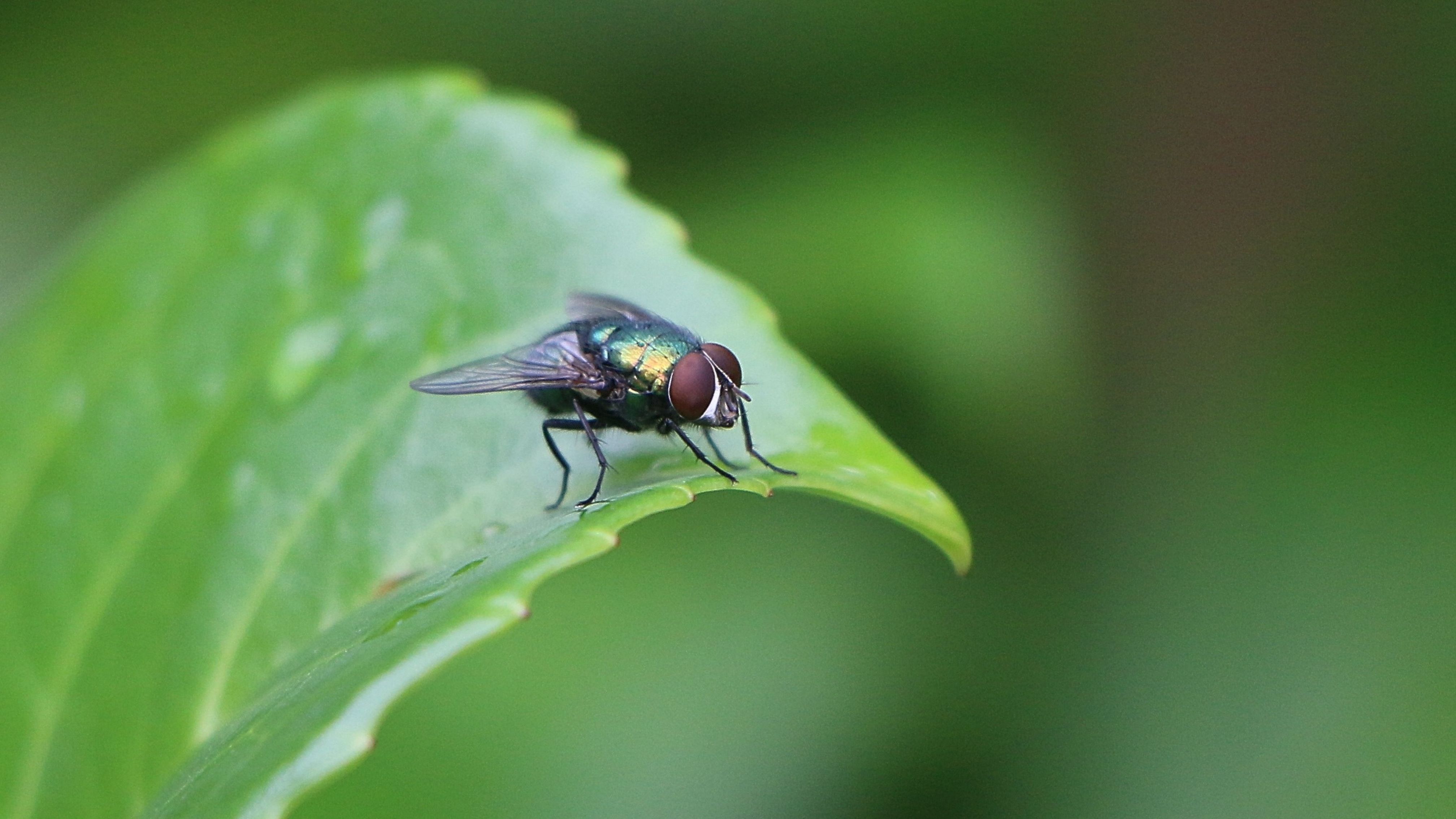 Wie kann man Schmeißfliegen los werden?