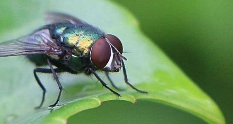 Wie kann man Schmeißfliegen los werden?