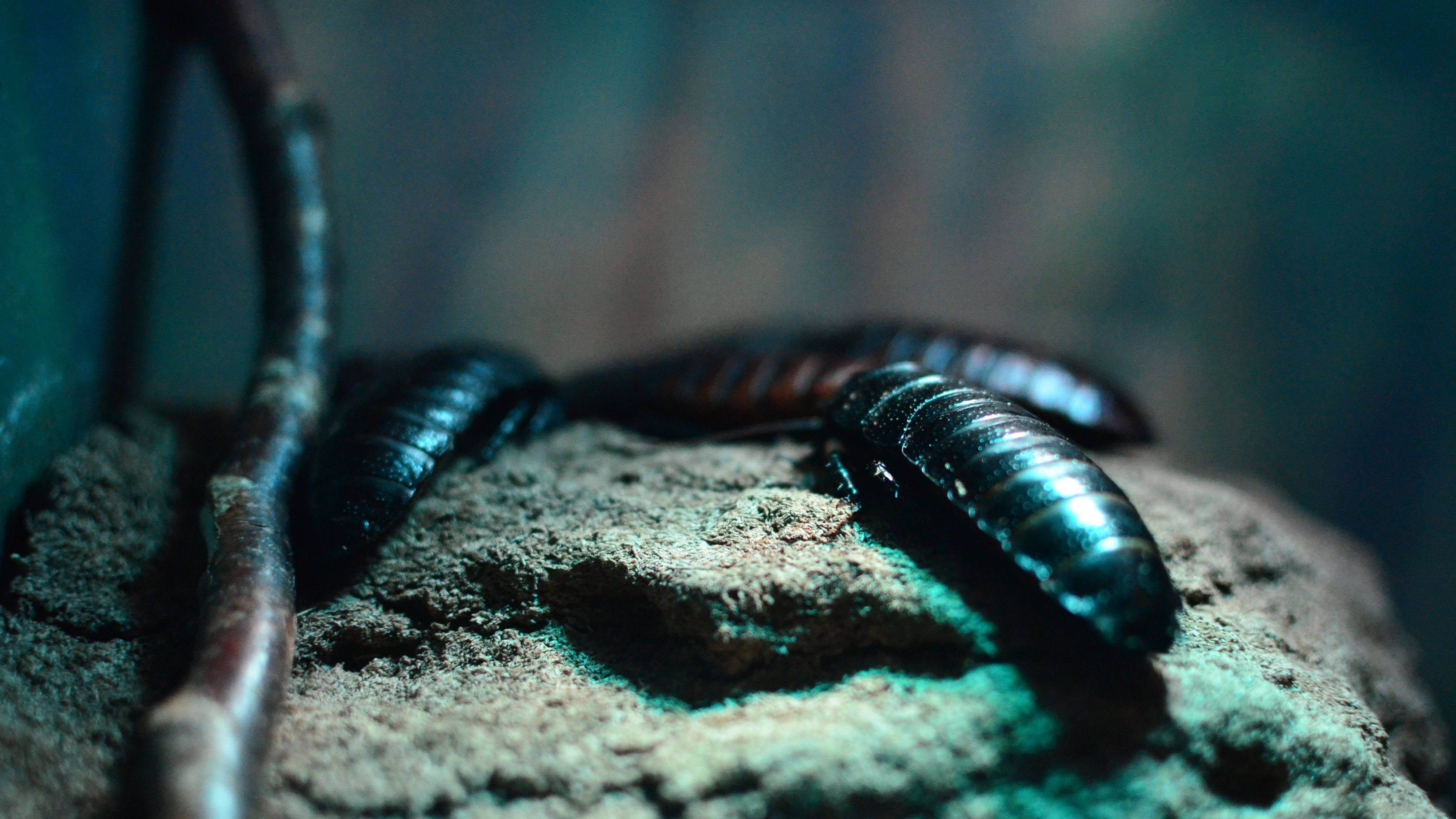 Orientalische Schaben loswerden