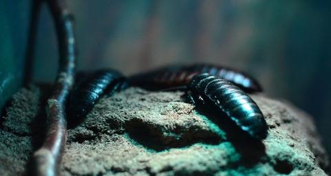 Orientalische Schaben loswerden