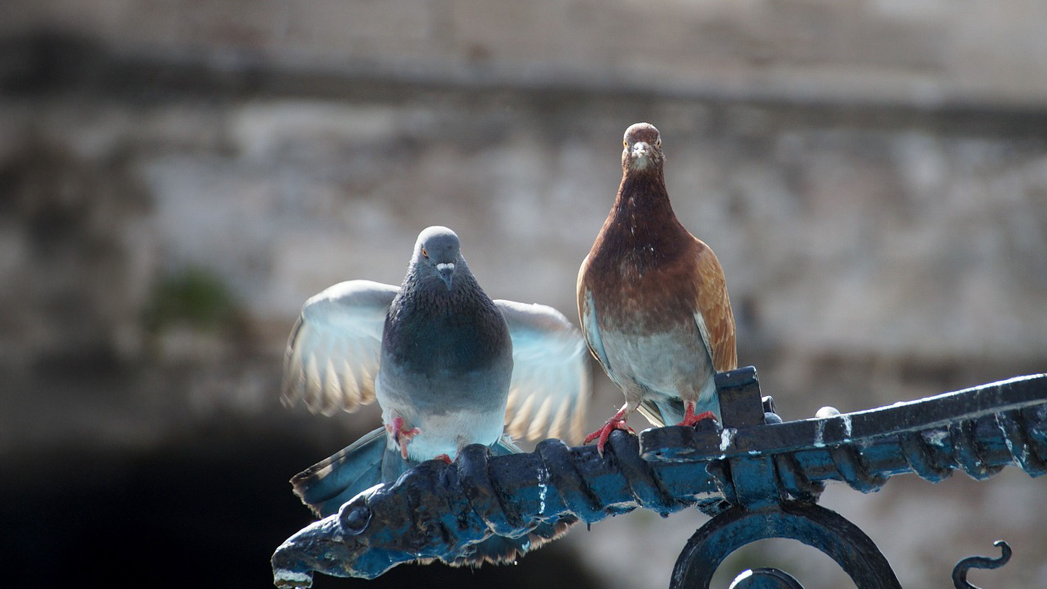 Abschreckungsmittel zur Taubenabwehr