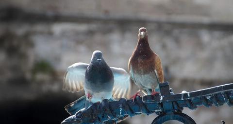 Abschreckungsmittel zur Taubenabwehr