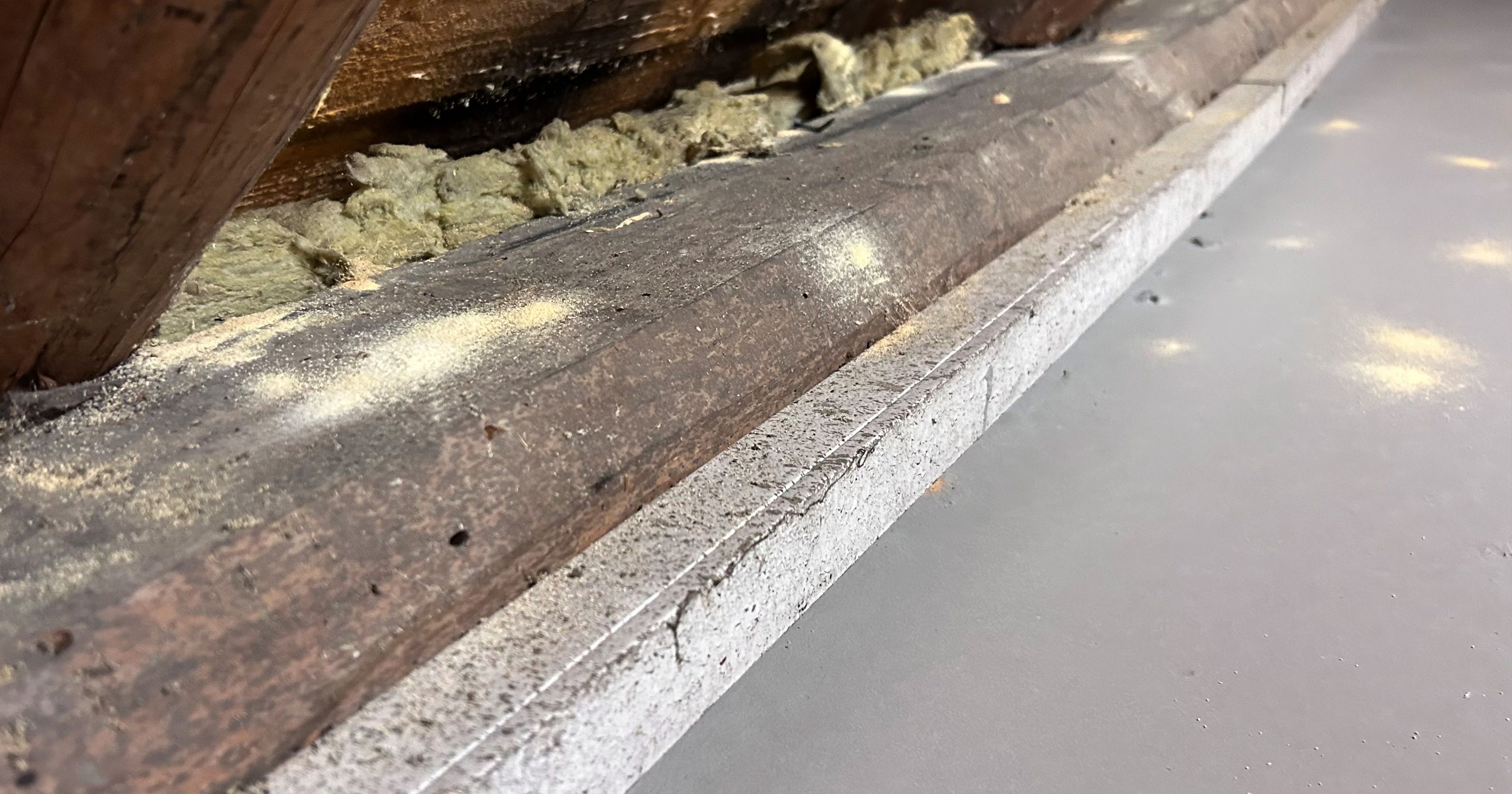 Befall Splintholzkäfer