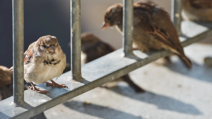Lebenserwartung von Spatzen