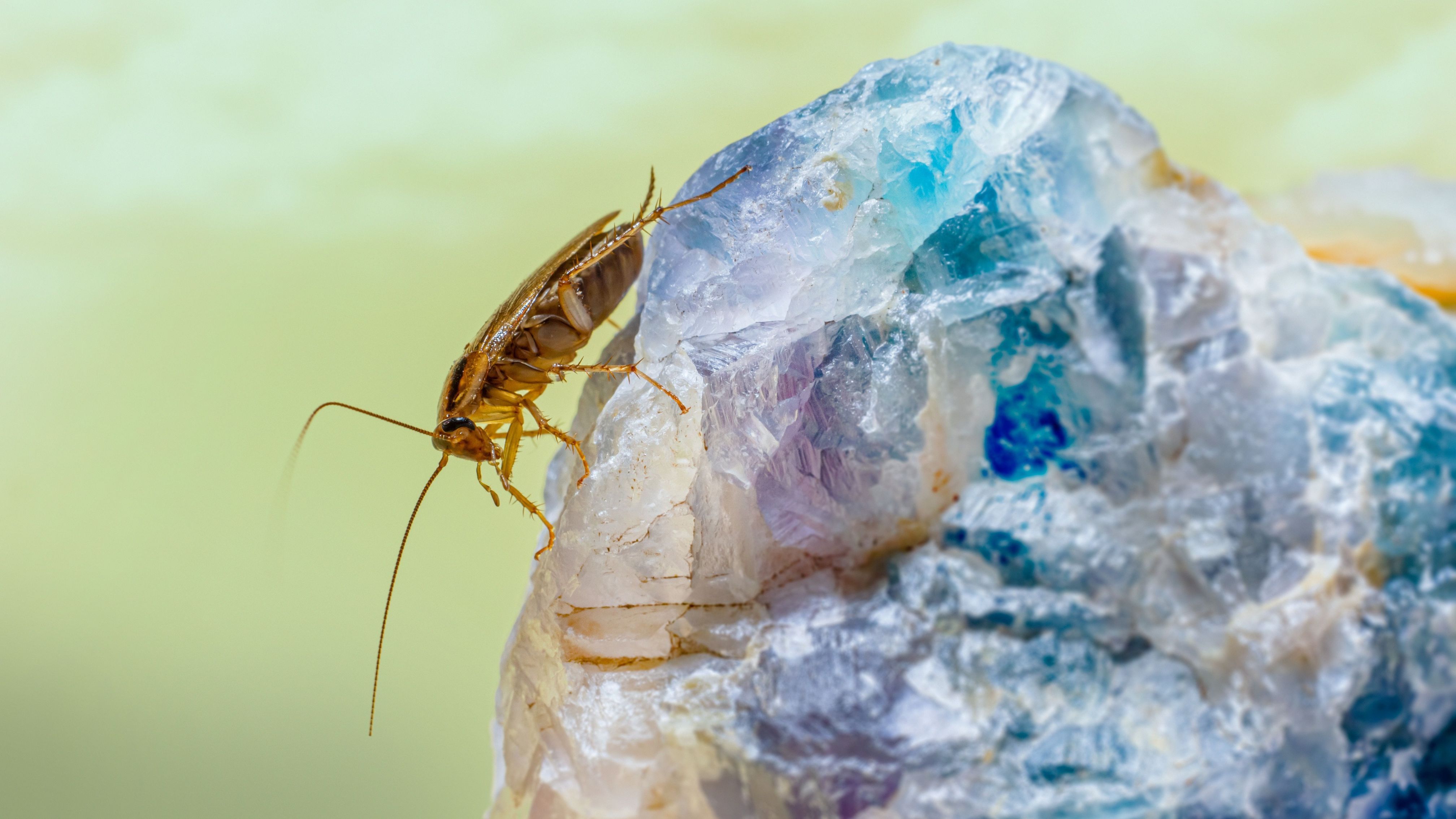 Wie wird man Amerikanische Schaben los