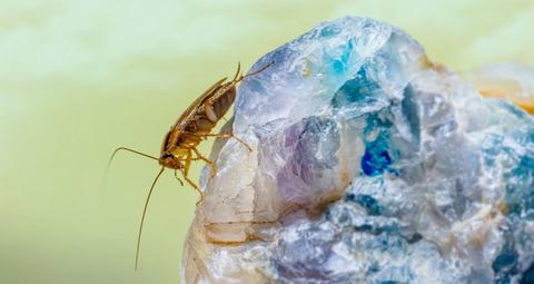 Wie wird man Amerikanische Schaben los