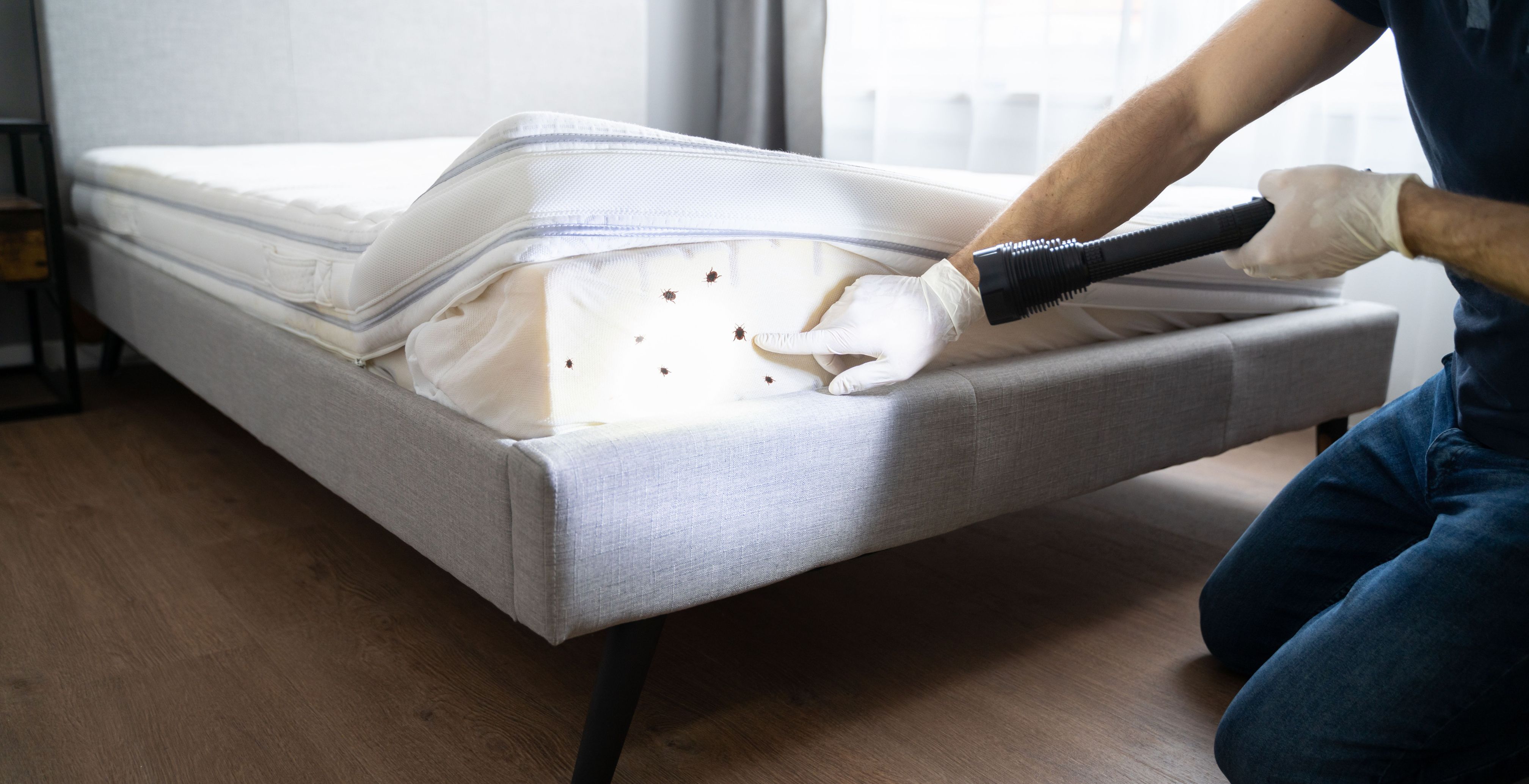 Schädlingsbekämpfung