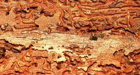 Wie kann man Braune Splintholzkäfer los werden?