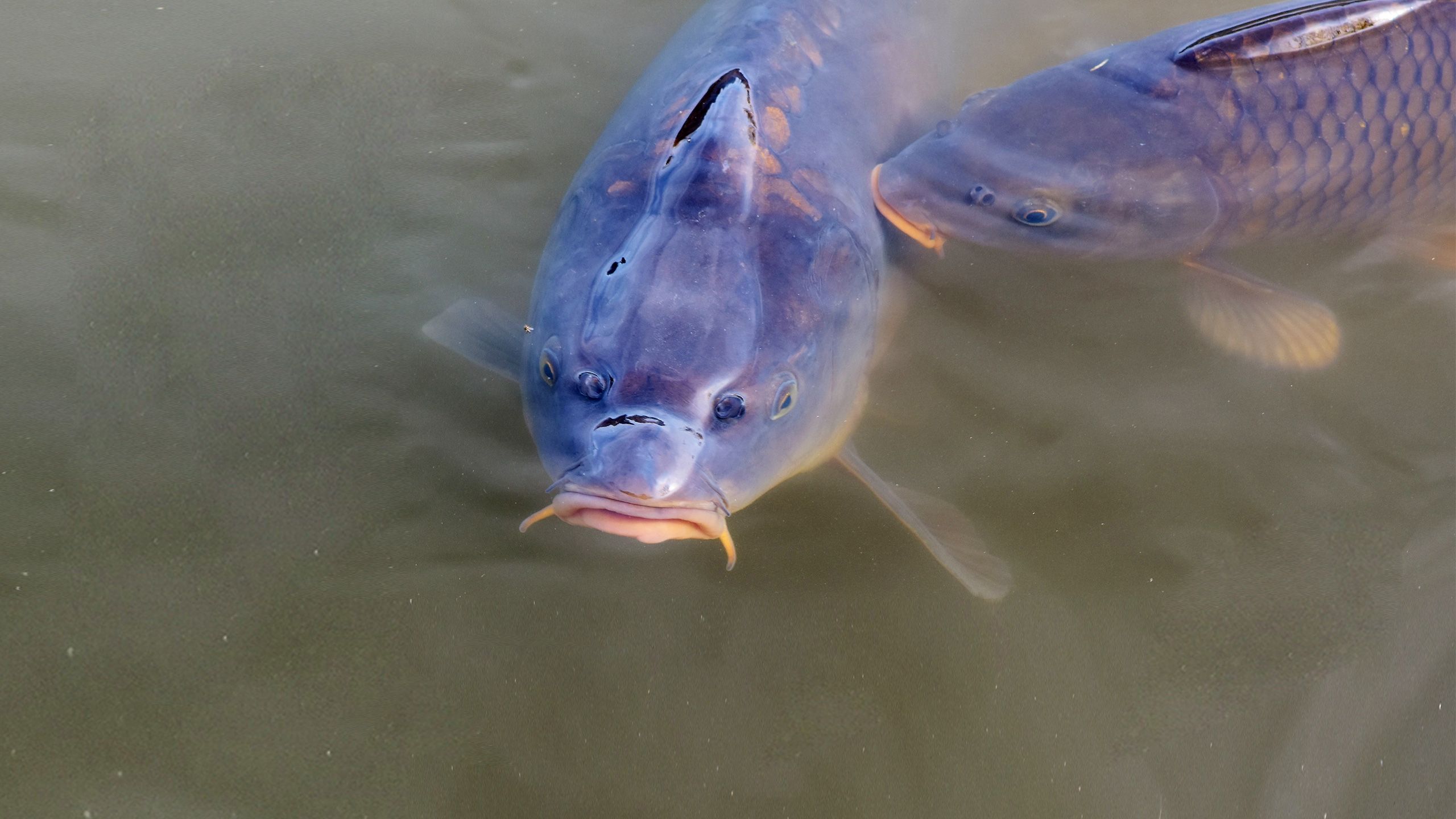 lust-auf-karpfen-mit-rattengift-blogheader