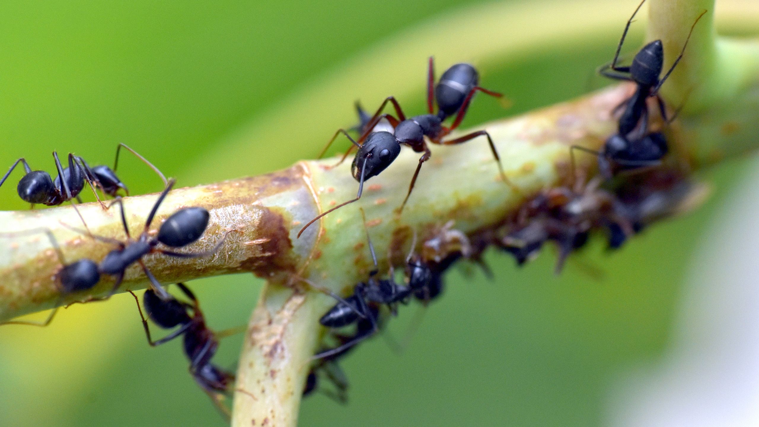 gute-zeiten-fuer-schaedlinge-blogheader