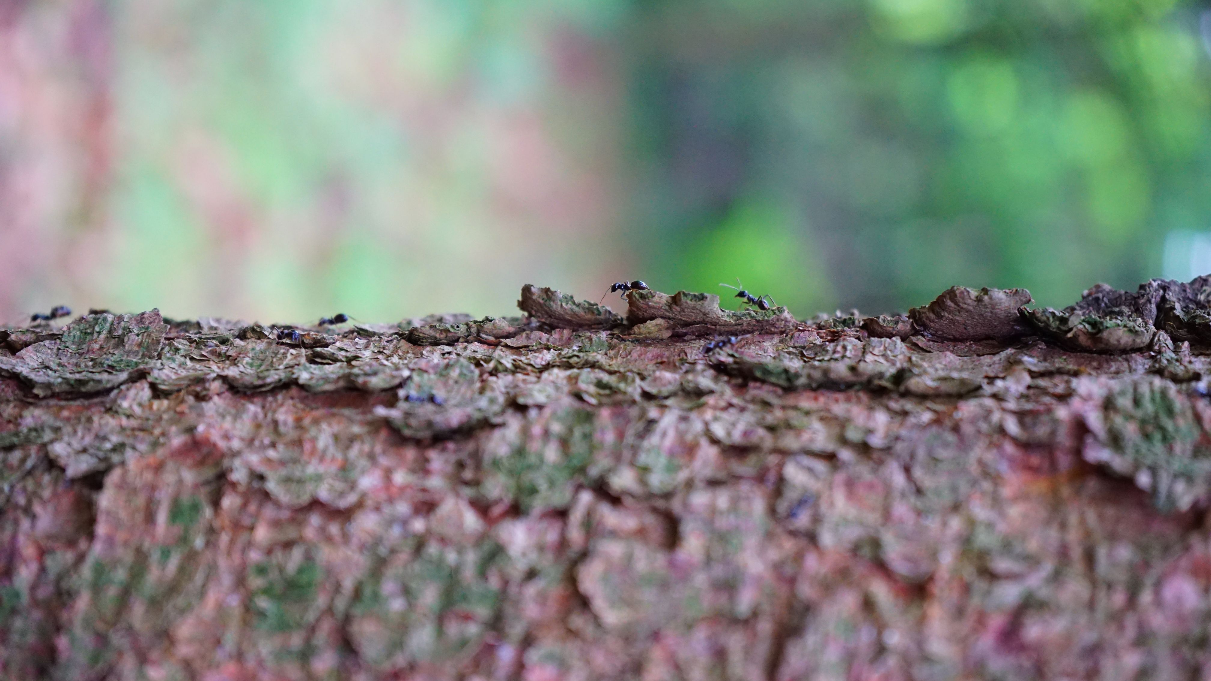 Rossameisen loswerden