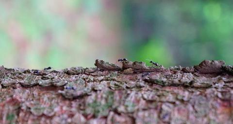 Rossameisen loswerden