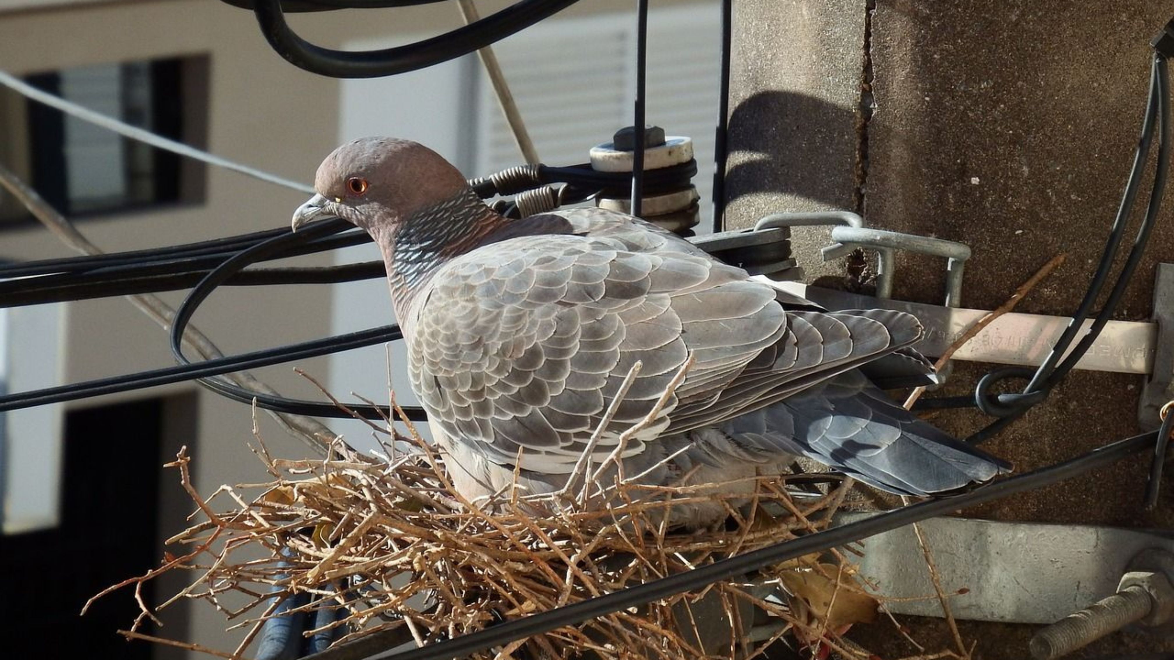 Verhindern Sie Taubennester mit Netzen oder Stacheln