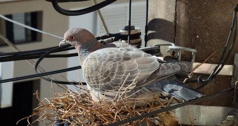 Verhindern Sie Taubennester mit Netzen oder Stacheln