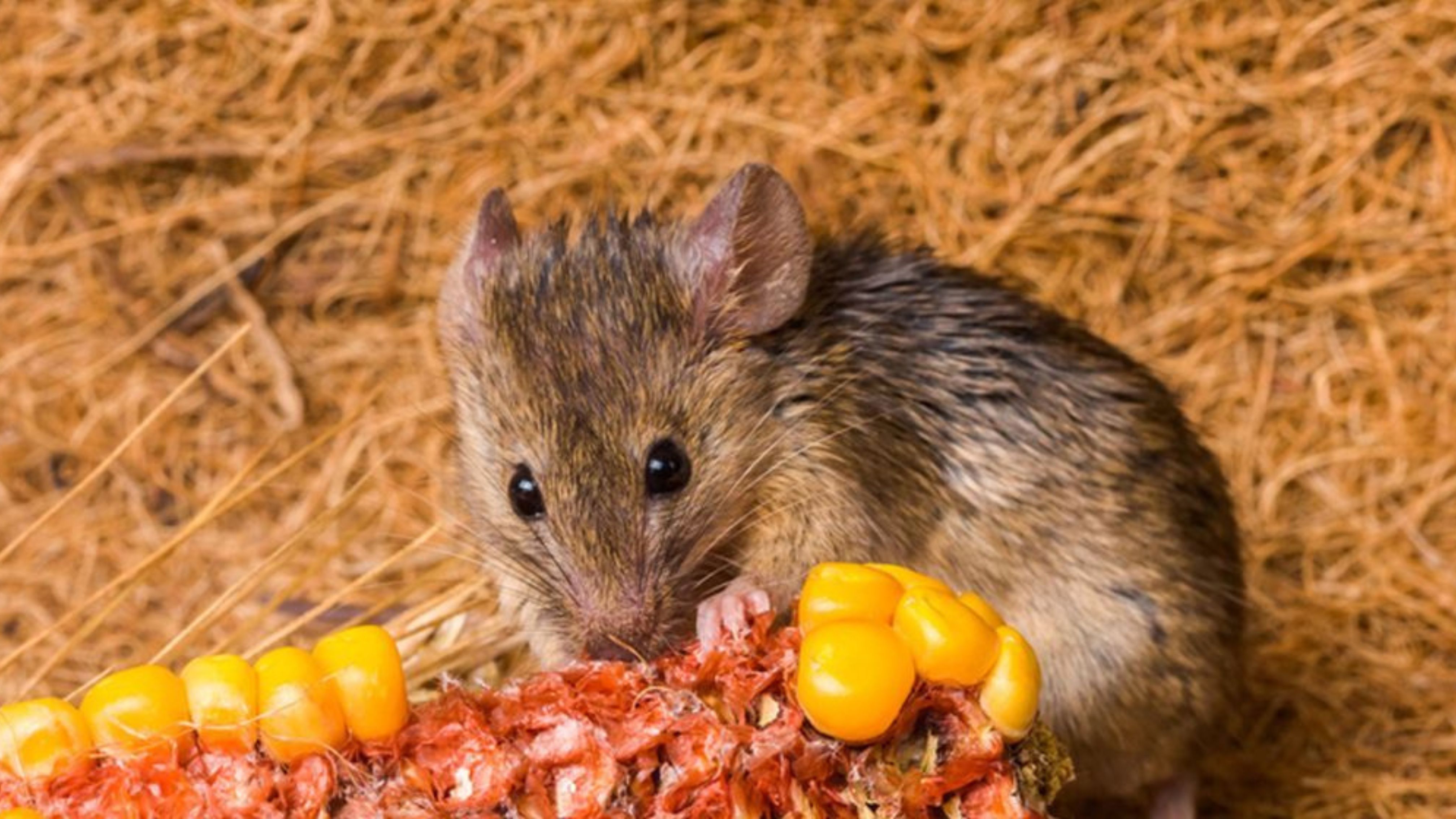 Was fressen Ratten und Mäuse