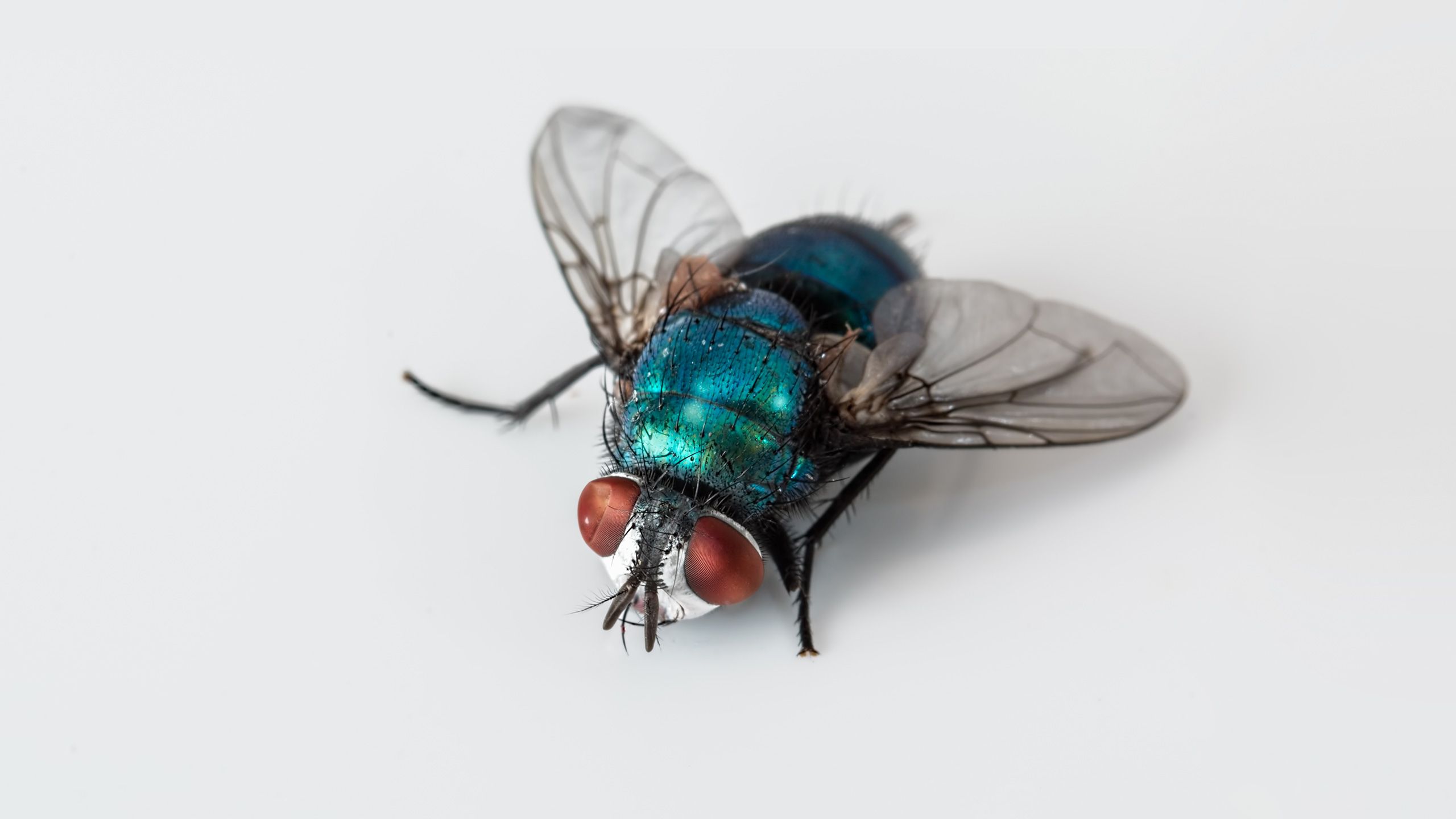 tag-der-gesundheitsschaedlinge-blogheader